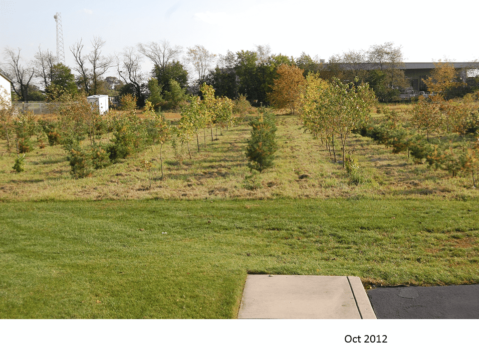 UPDATE: Fall 2012 and no longer seedlings, but growing young trees.