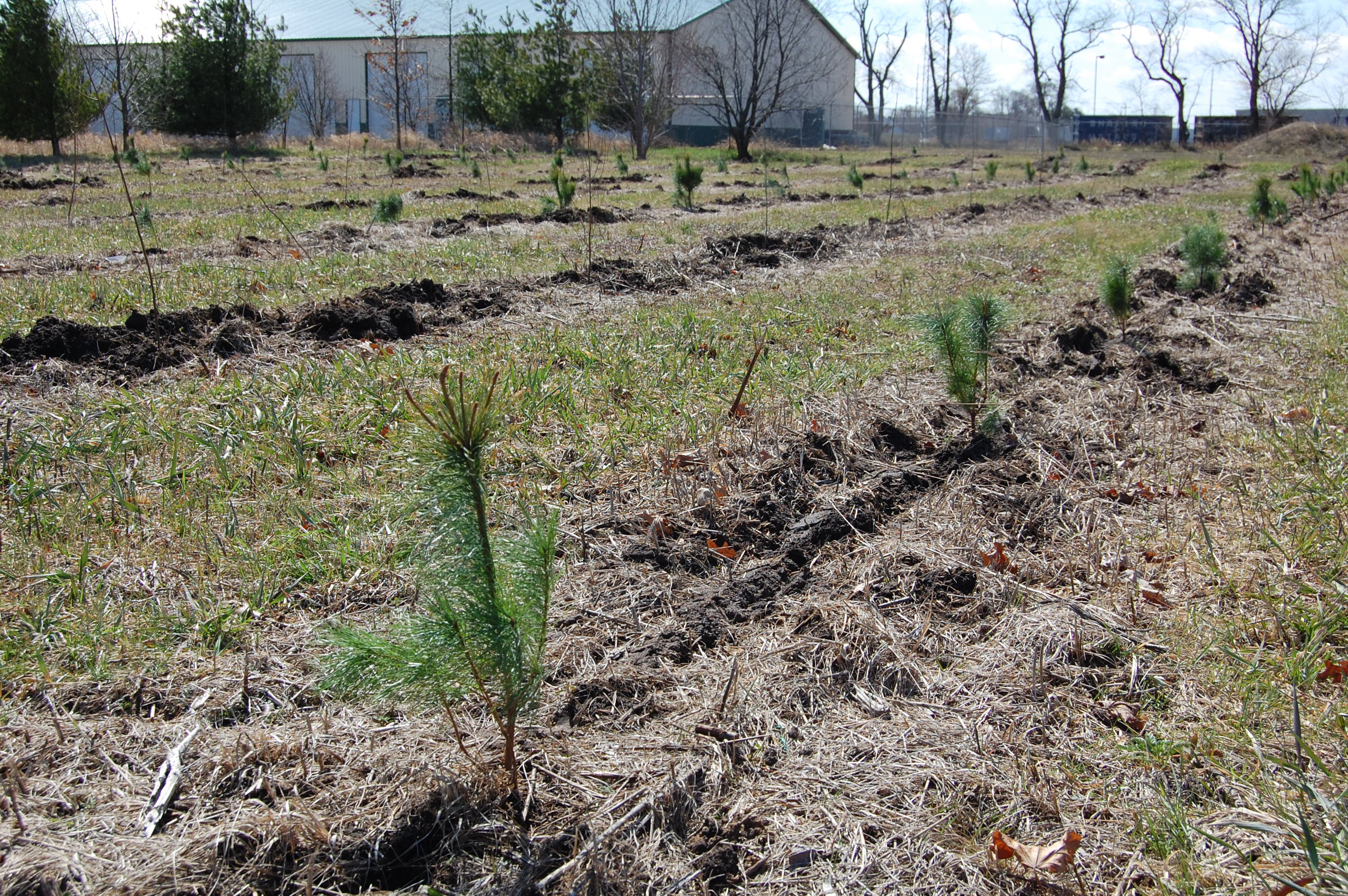 Hertzler Systems Planted Trees - Close up